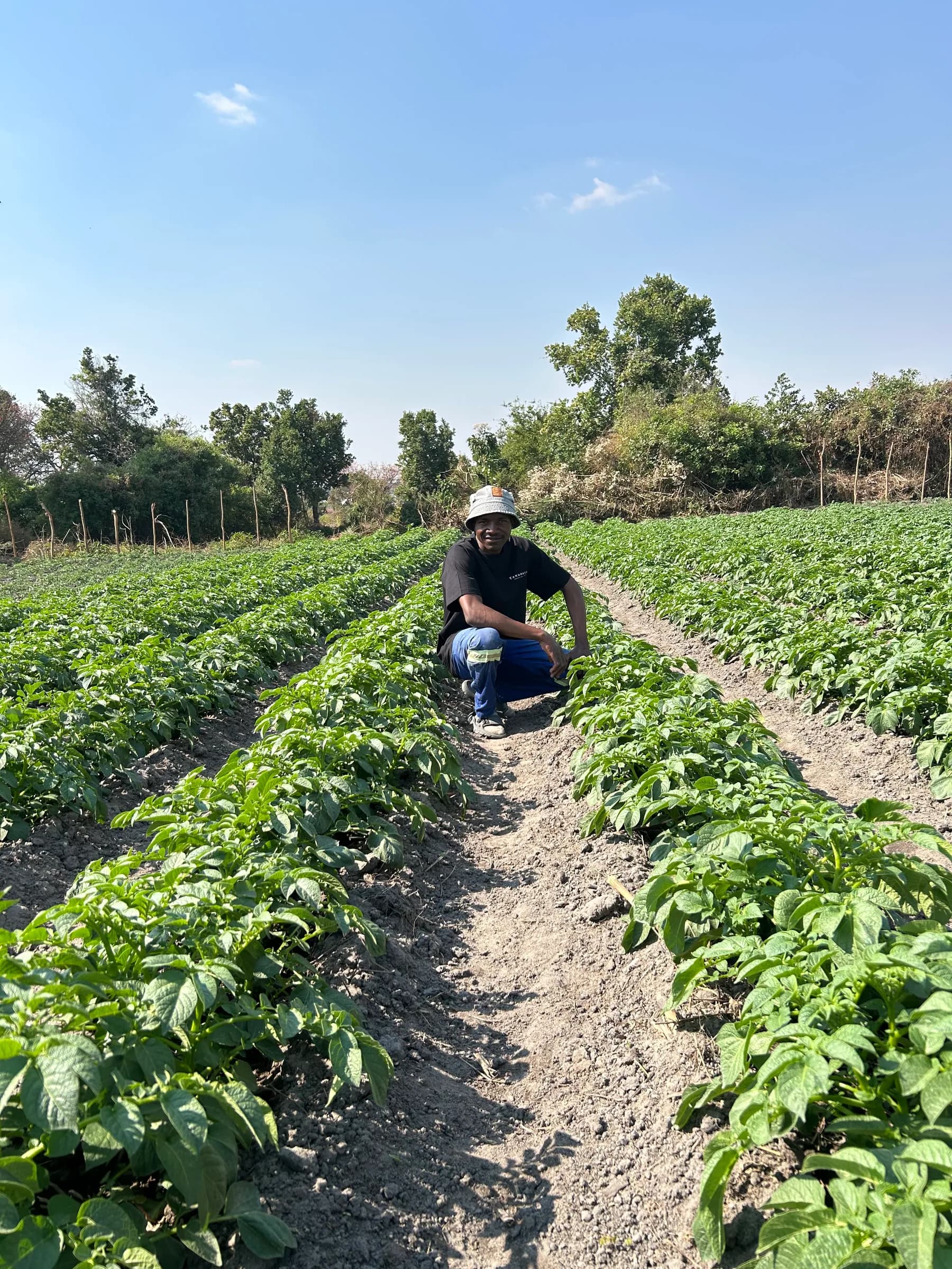 FarmView team member observing the growing potato crop
