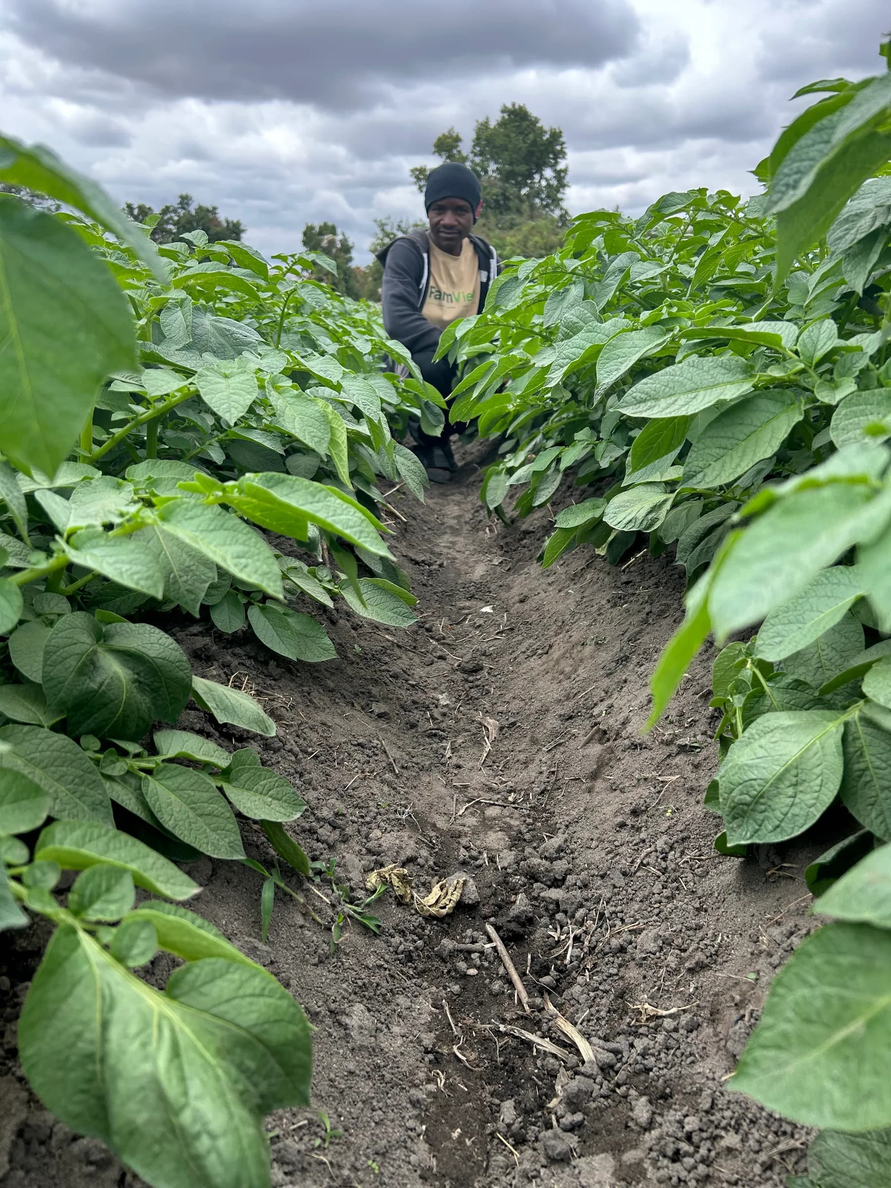 FarmView team member checking the crop between established potato rows