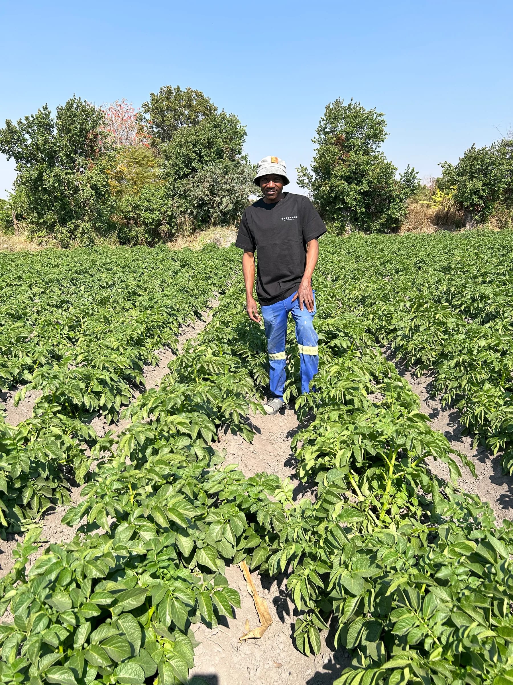 FarmView team member standing among potato plants
