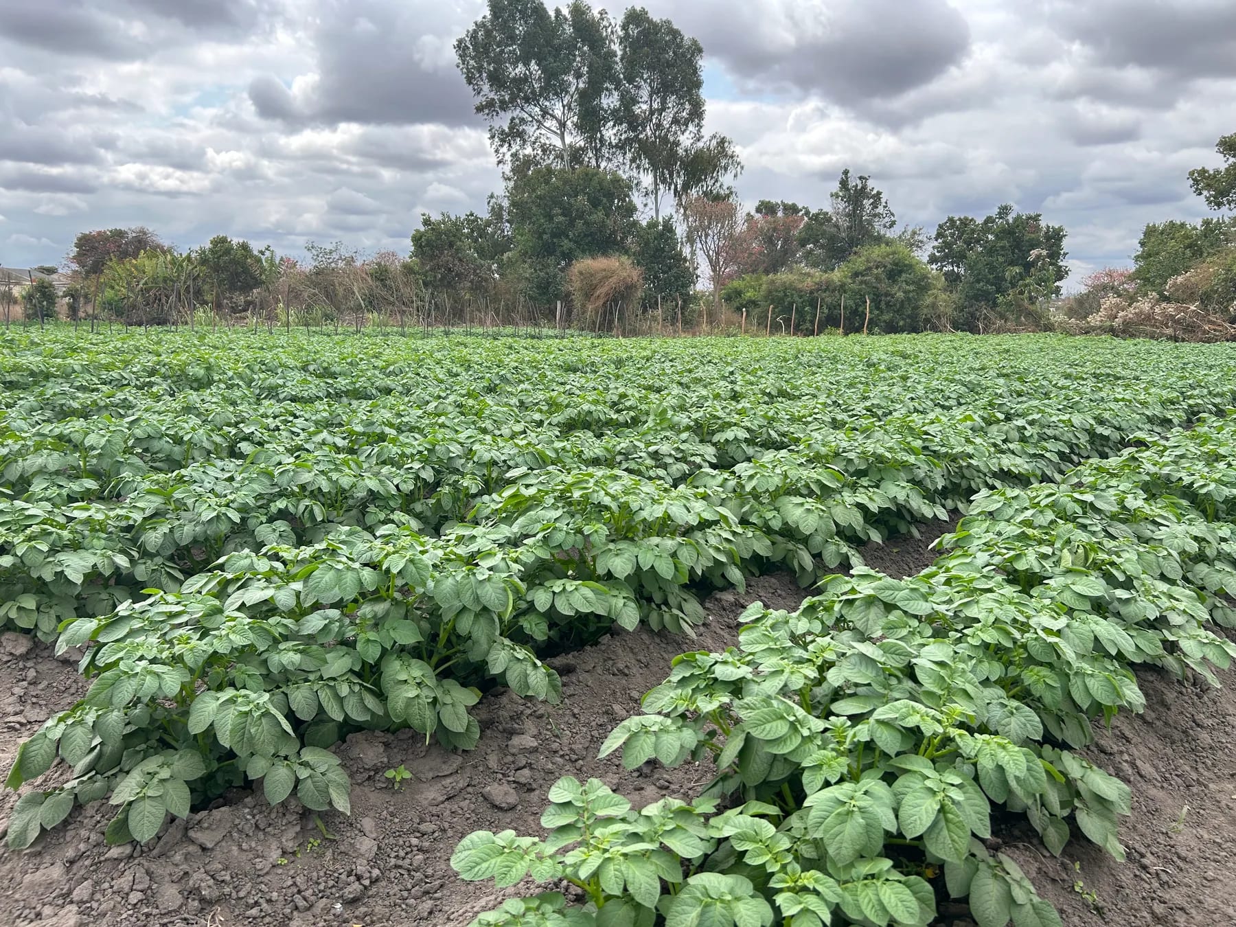 Wide view of the FarmView potato field with dense green growth