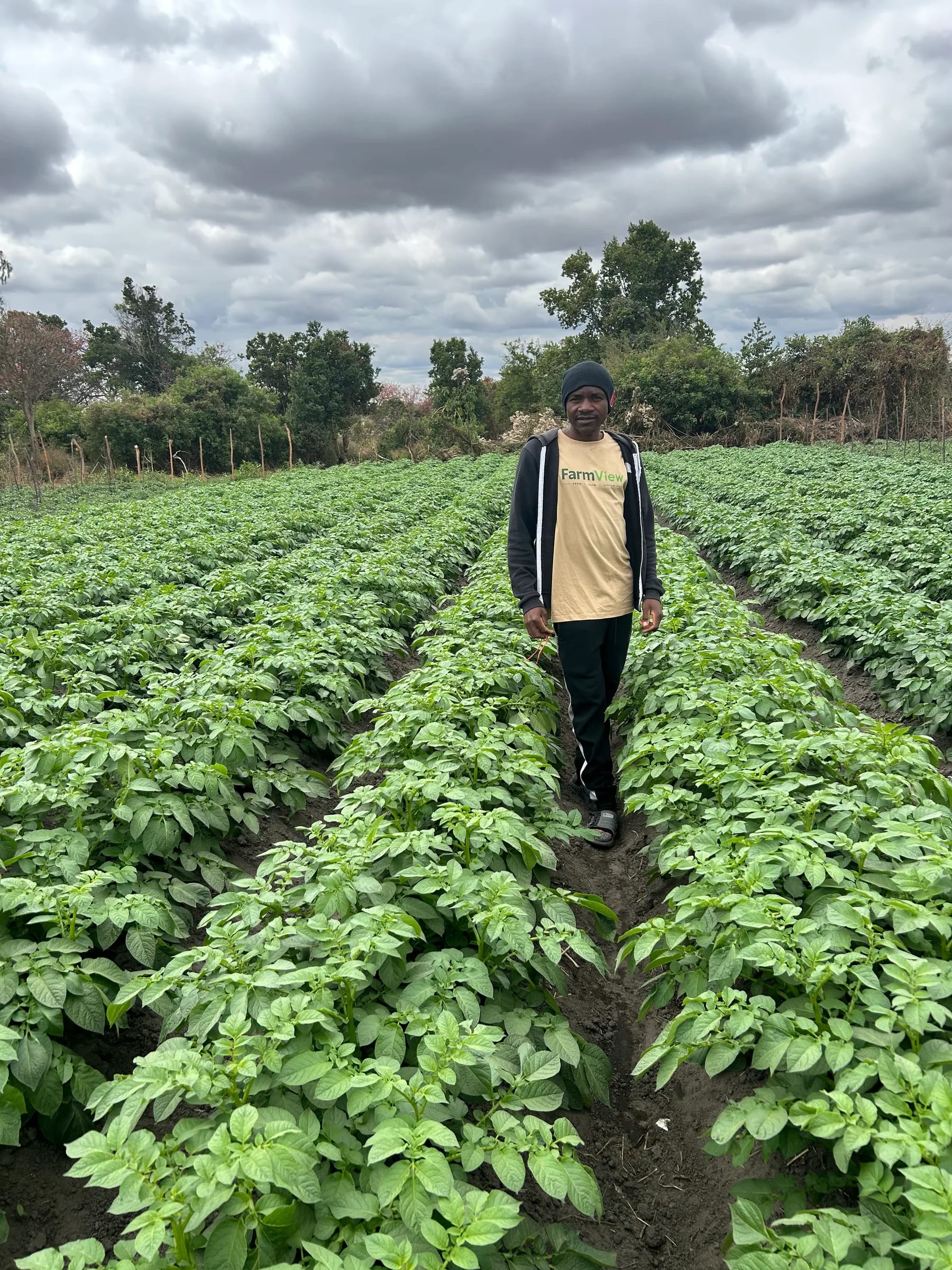 FarmView team member standing in the established potato field