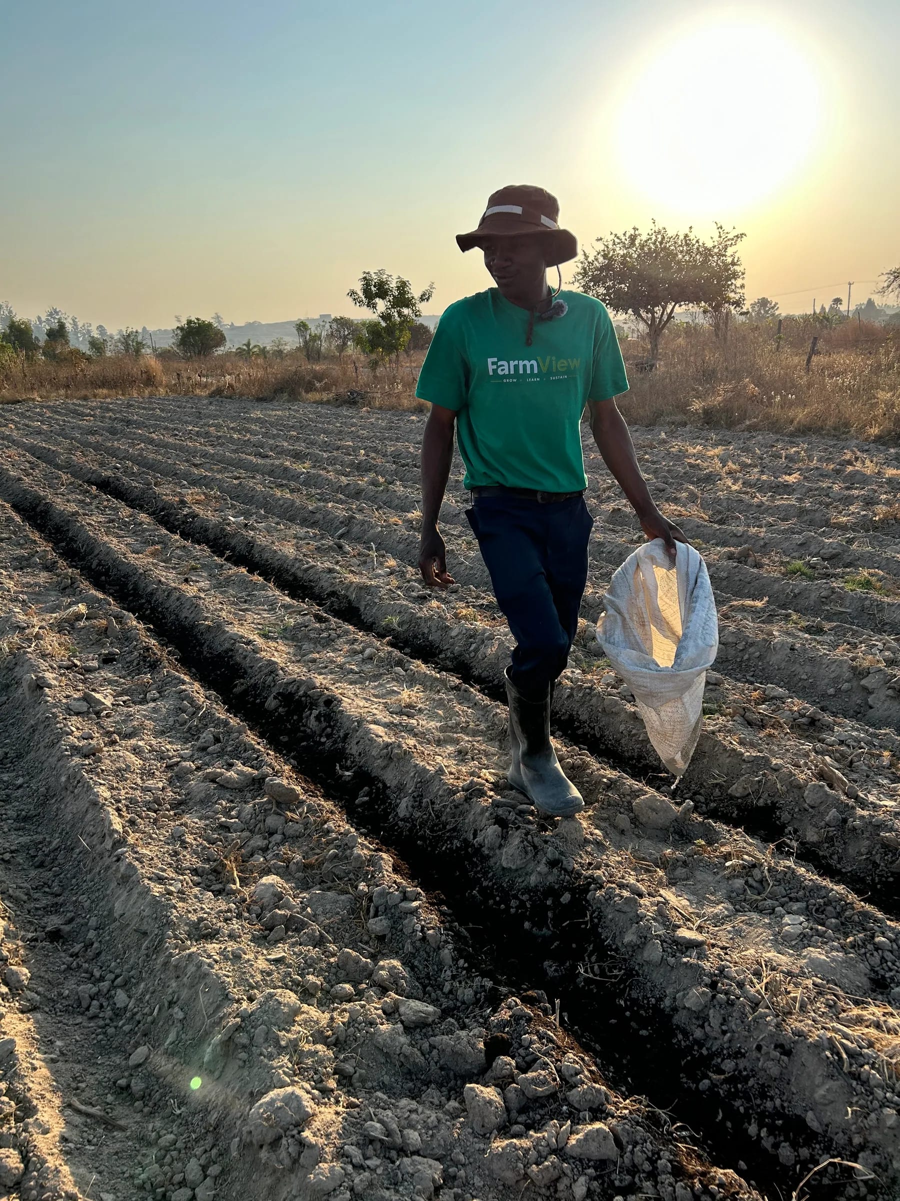 FarmView team member walking along the prepared potato rows