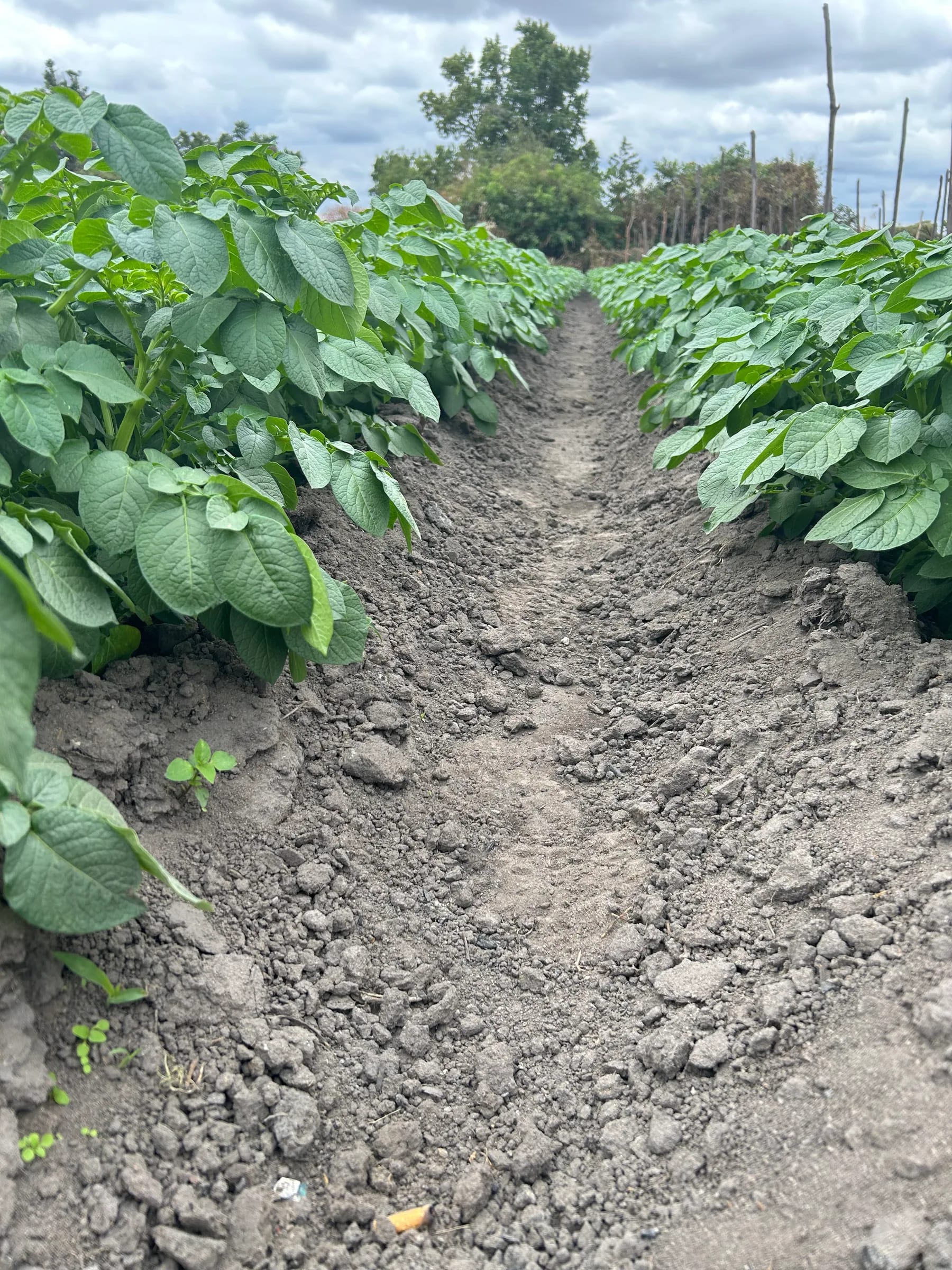 Ground-level view through healthy potato rows