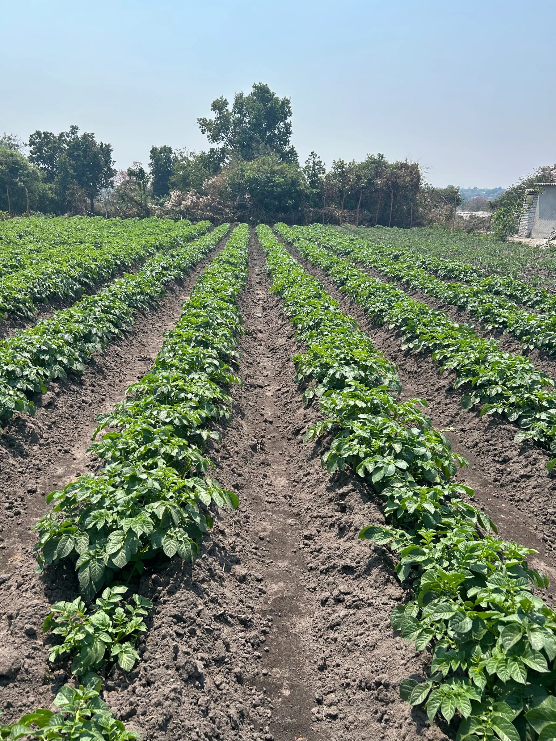 Long uniform rows of growing potato plants in sunlight
